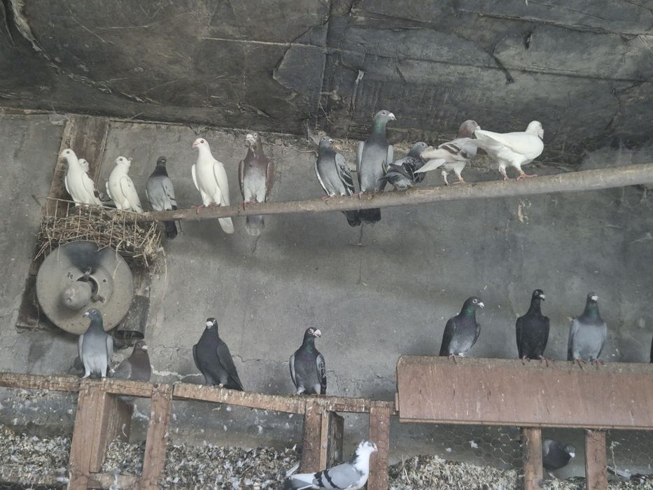 Vând porumbei voiajori stil vechi