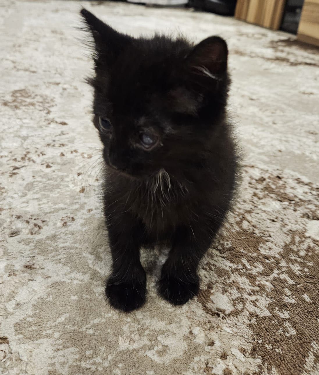 Котенок в добрые руки