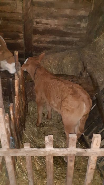 Vițel baltata germană