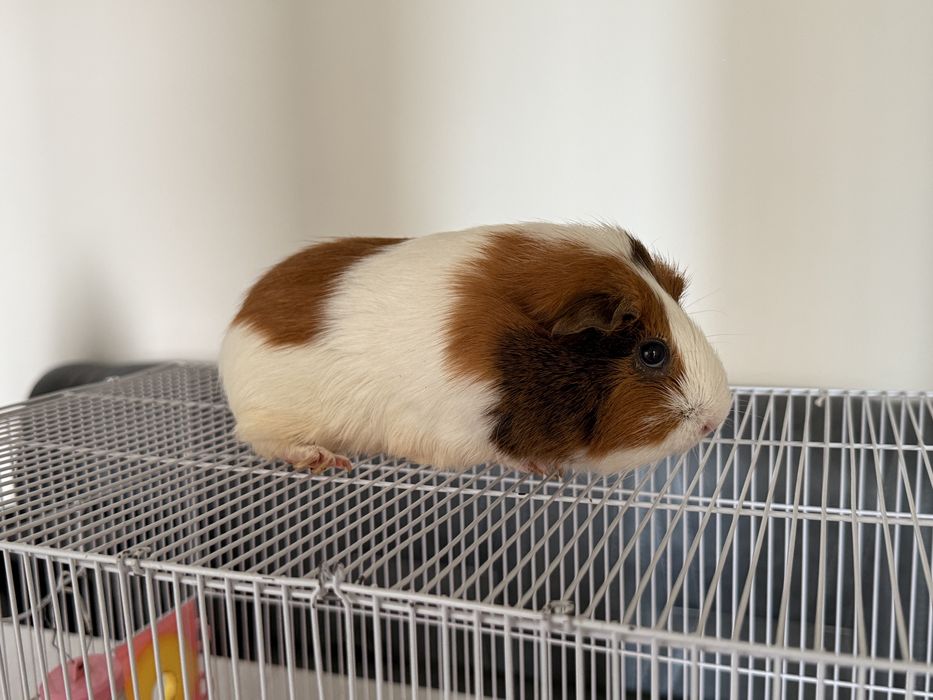 Morskix svinok, guinea pig, морских свинок