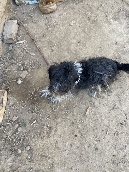 Отдам даром сабака добрий