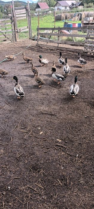 Vand sau schimb rate salbatice