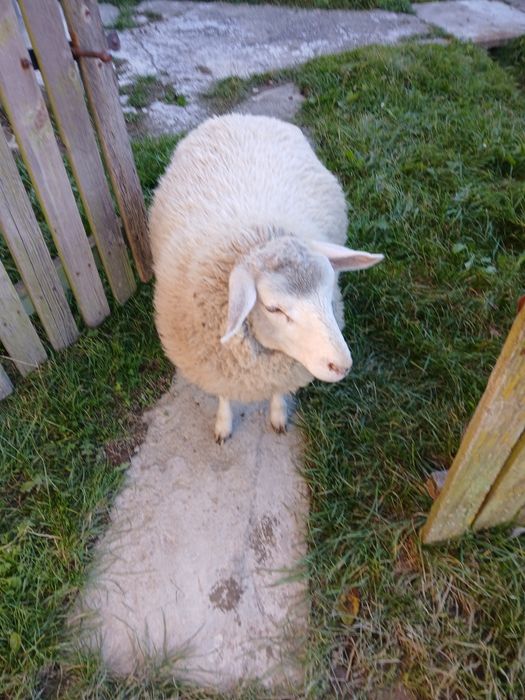 Vând Mieluță Textil