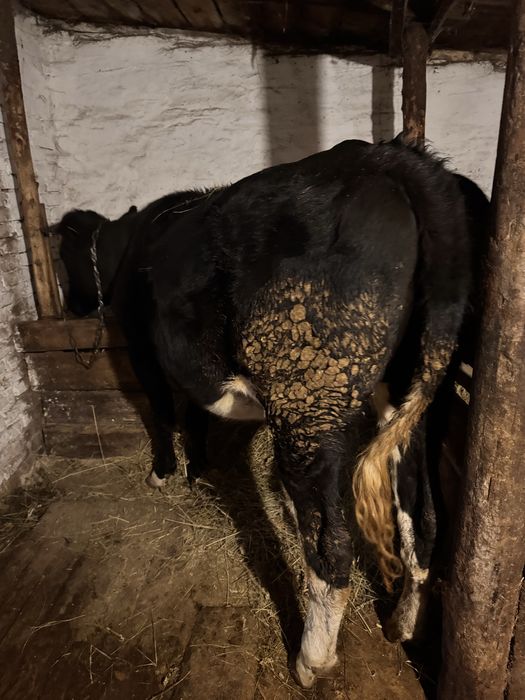 Продается тёлка 2-х годовалая