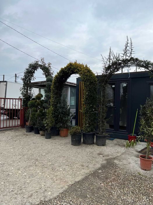 Plante ornamentale deosebite ce încântă prin naturalețe pură