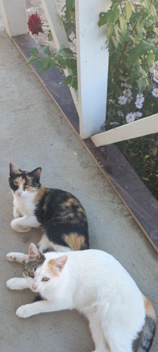 Котенок трехцветный