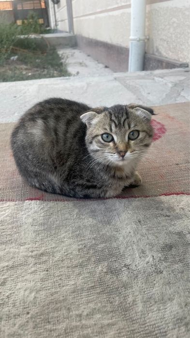 Продается котенок вислоухи