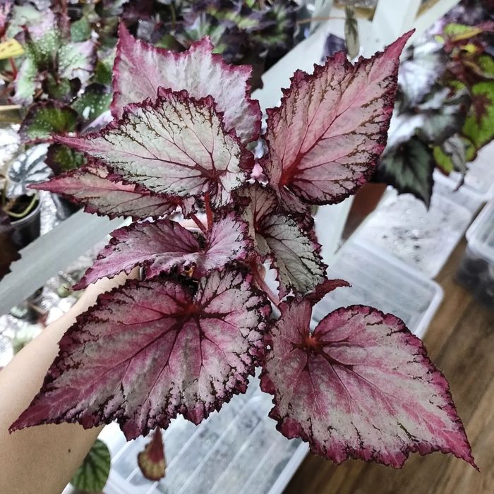 Бегонии декоративно-лиственные