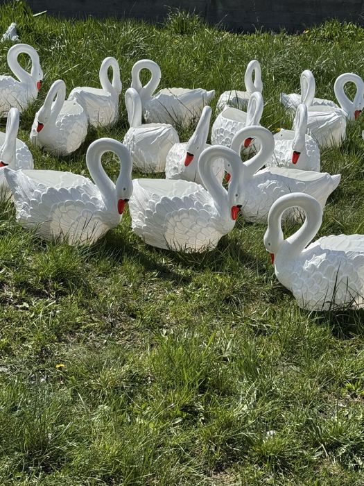 Lebada ghiveci pentru gradina