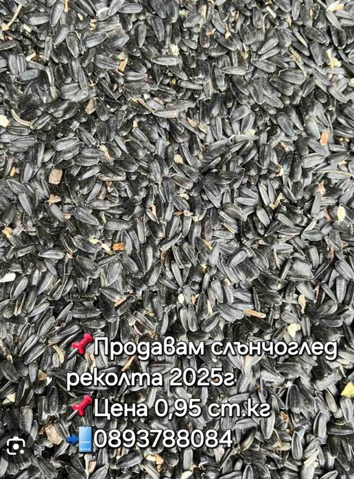 Продавам слънчоглед реколта 2025г