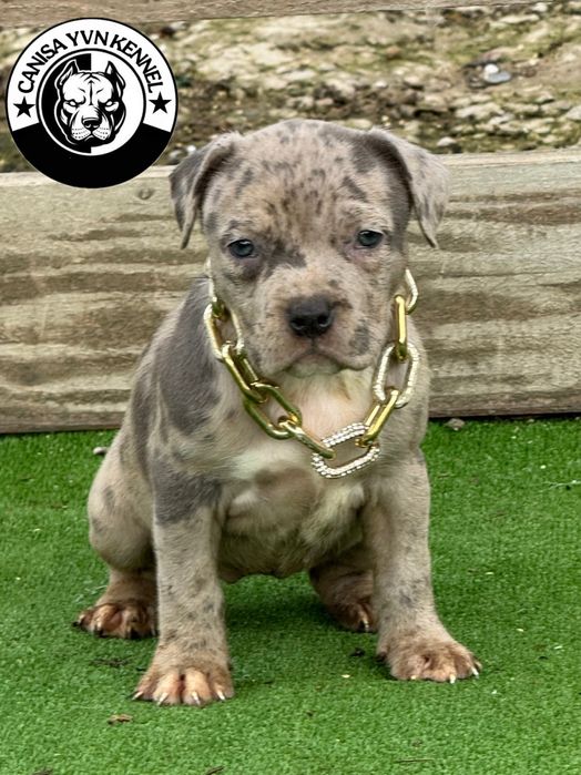 Amstaff blue merle