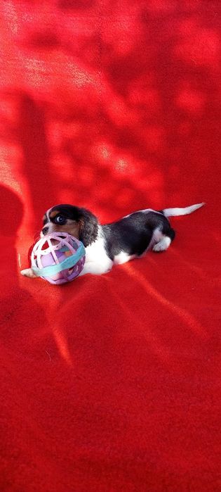 Кавалер кинг чарлз шпаньол.