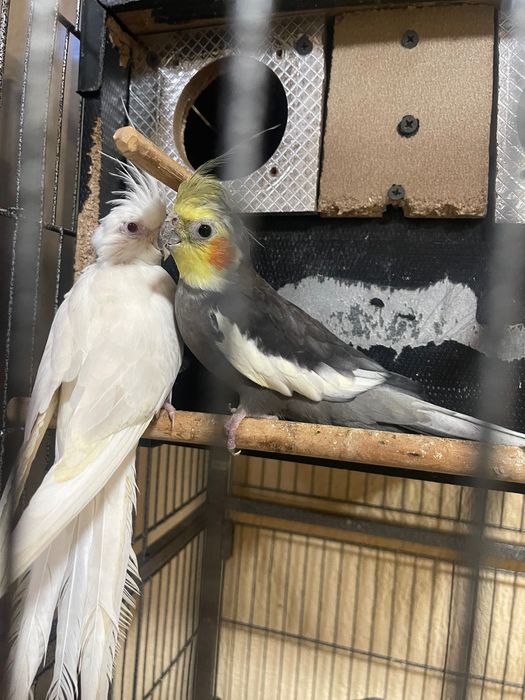 Cusca de papagali+papagalii