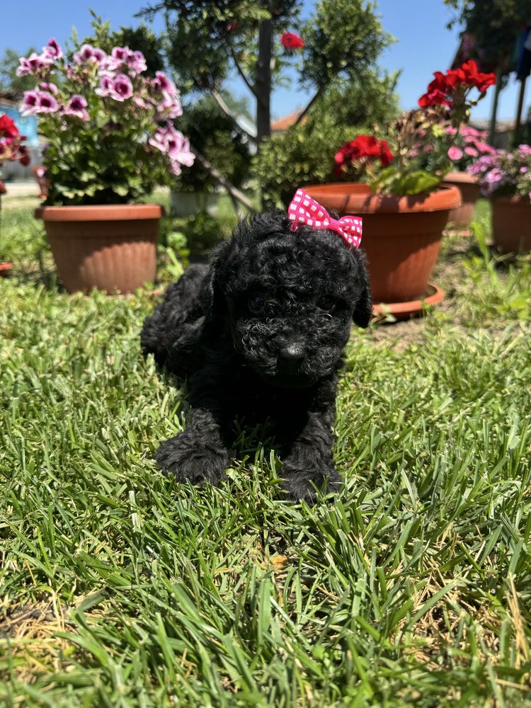 Toy poodle / Той пудел