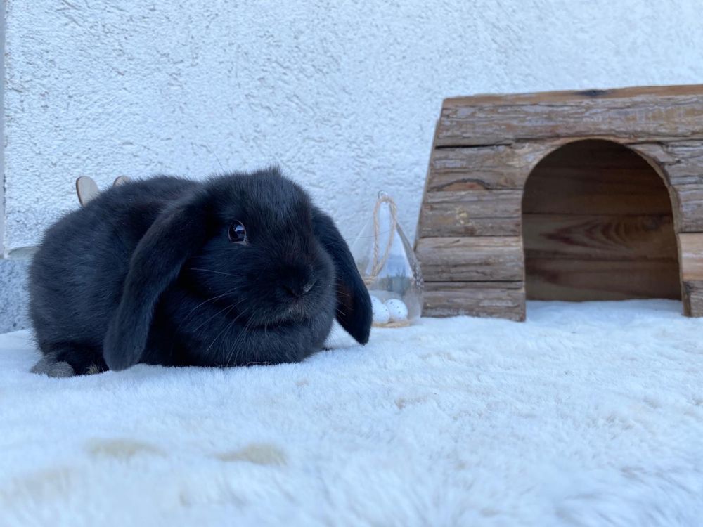 Iepuri pitici de companie berbec pitic/mini lop/holland lop