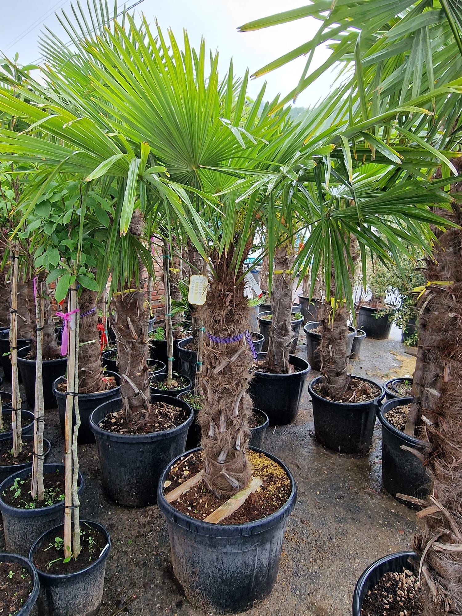 Palmier rezistent la frig Trachycarpus Fortunei ( chamaerops excelsa )