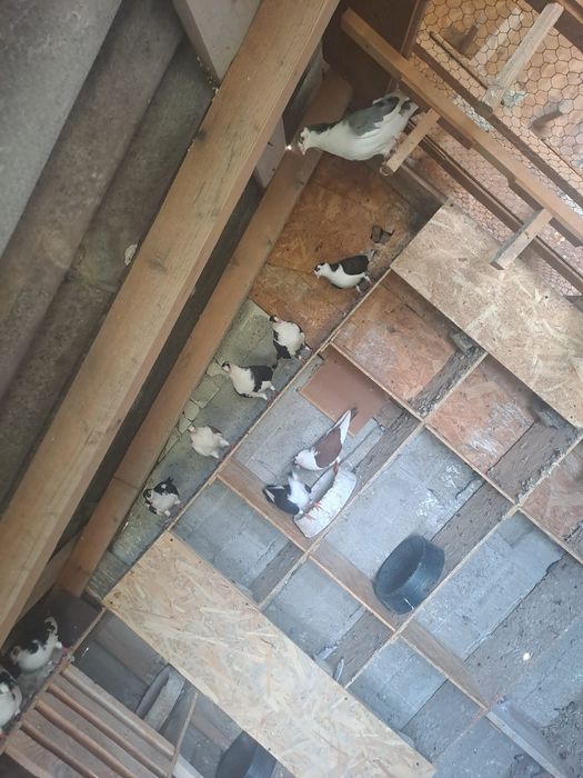 Gălățeni de vânzare cu joc