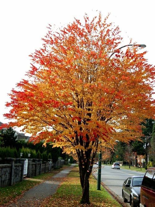 Arborele De Zahar (Katsura Parfum de Caramel )