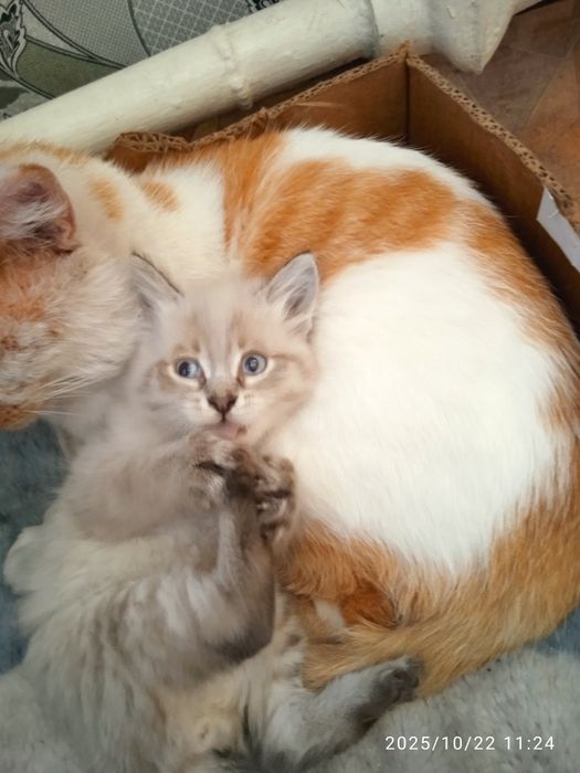 Отдам котят только в добрые руки