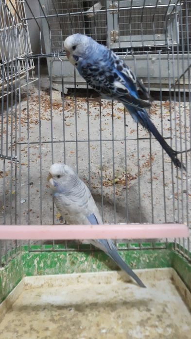 Valnisti to'ti papugay