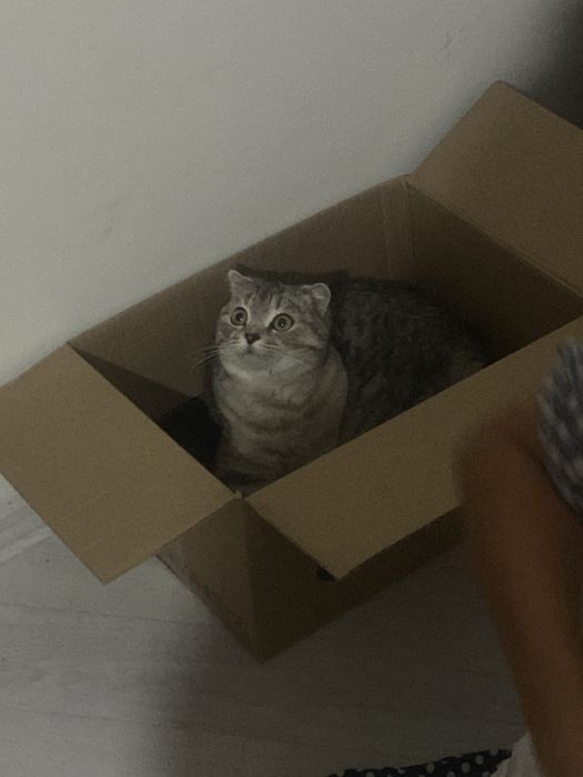 Шотландская кошка