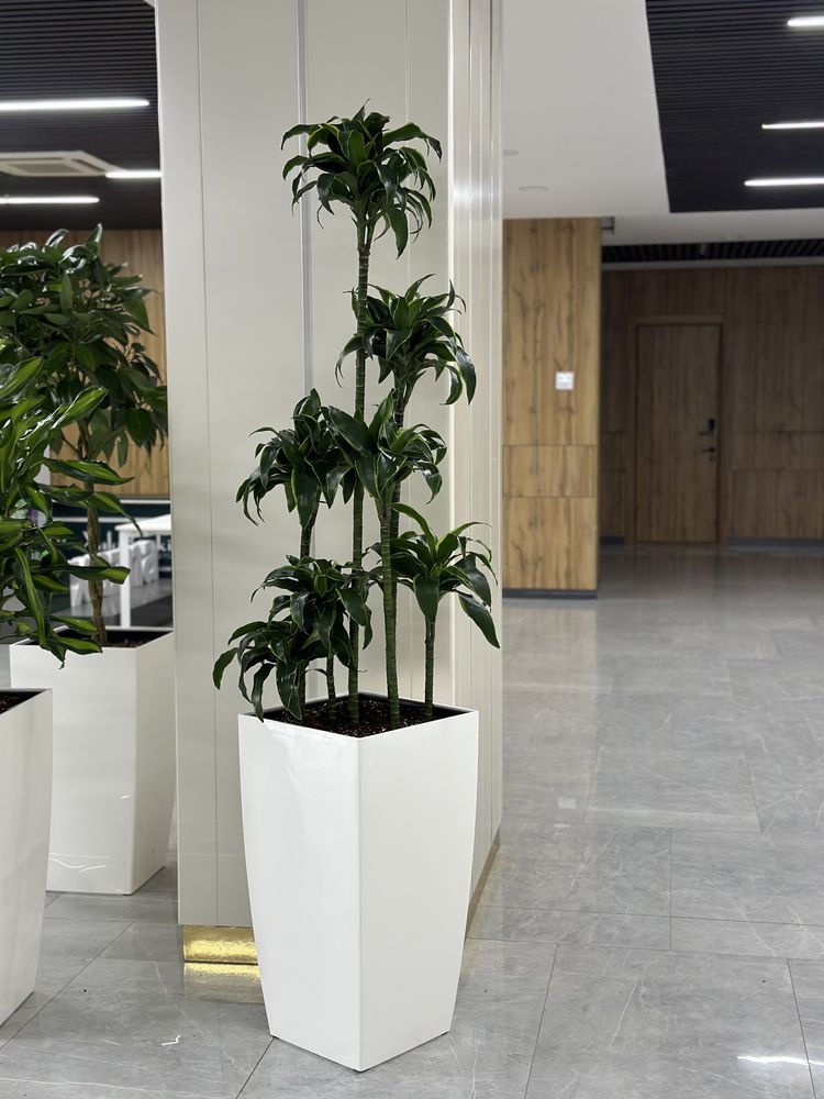 Ofis uchun gullar xonaki gullar