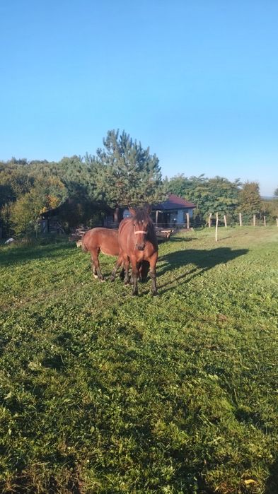 Vând mânz de 1 an si 5 luni