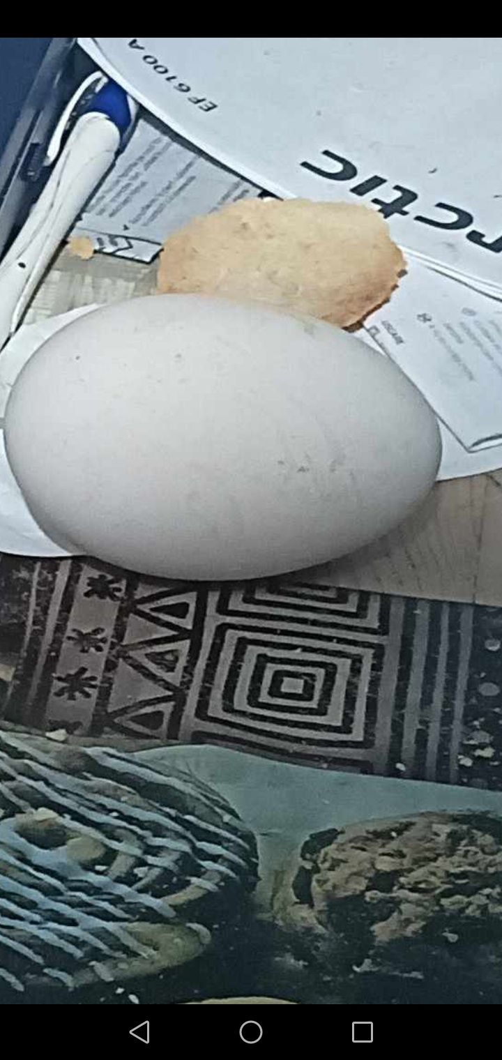 Ou de gâscă de gâște românești
