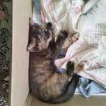 Котенок, трехцветная девочка  (mushukcha)