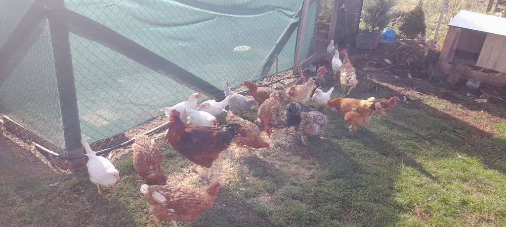 Gaini de curte rasa mixa