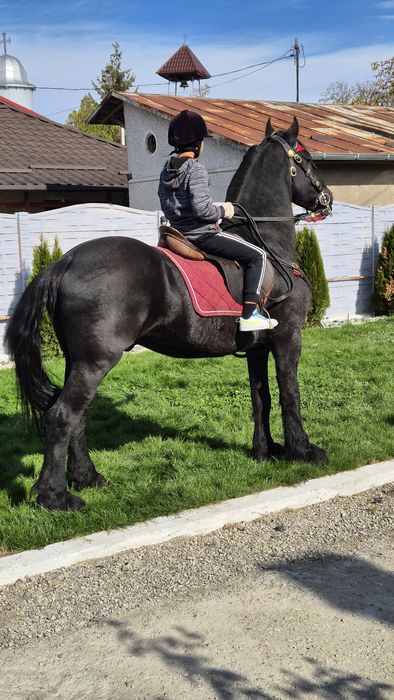 Armasar friesian pt copii sau lectii de echitatie