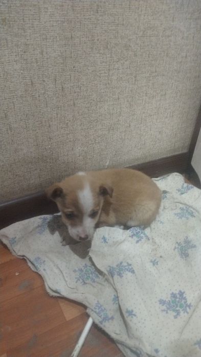 Отдам в добрые руки шиночка