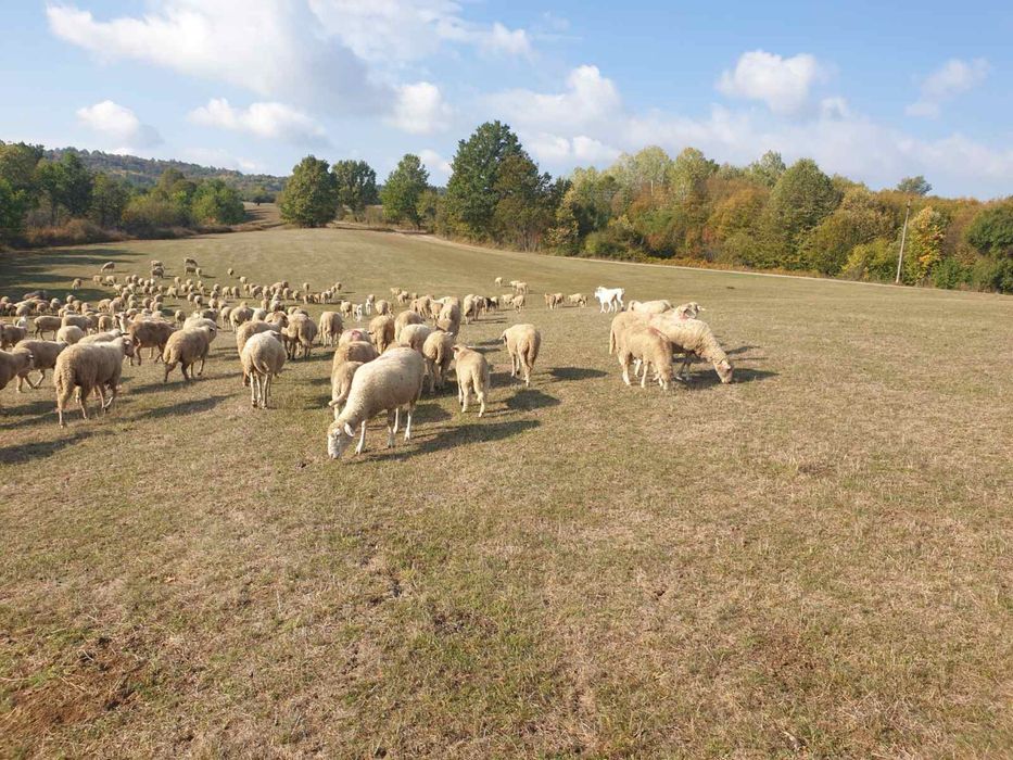 Продавам овце цигай