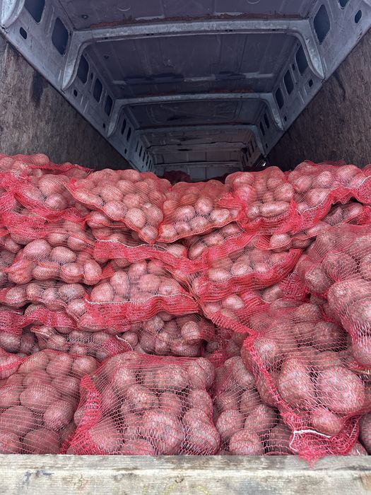 Cartofi covasna , Saci egalizati 10 kg