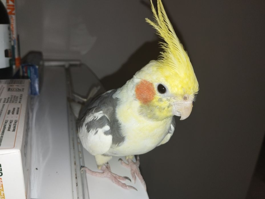 Nifa mascul de vanzare