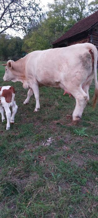 Vând vacă cu vițea