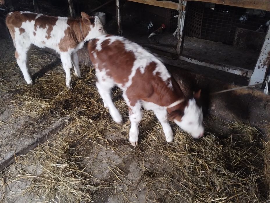 De vânzare tauras baltat și vițea baltata