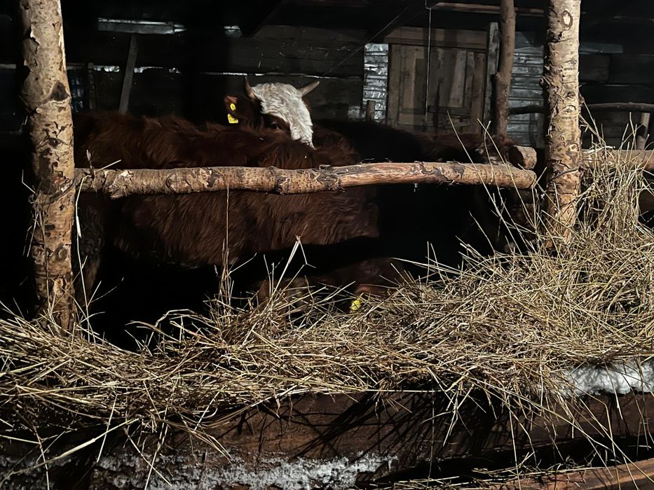 Продаются телочки 1,2-1,5 год