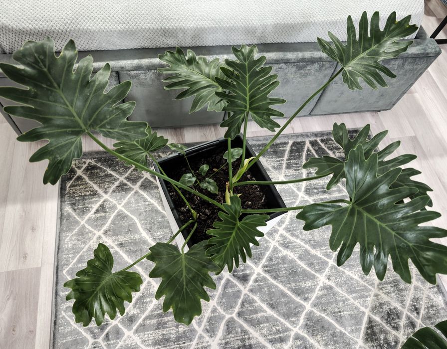 Продам Филодендрон Шангри Ла