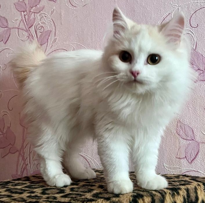 Котенок турецкой ангоры