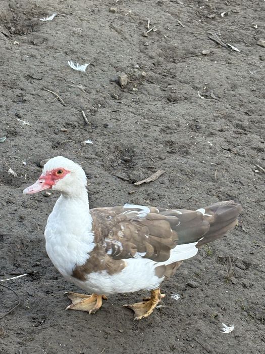 Rate mute si macanitoare