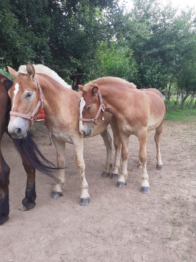 Mânzi de 1 an castrați