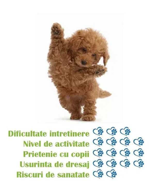 Pui rasa Labradoodle - mix Labrador / Pudel