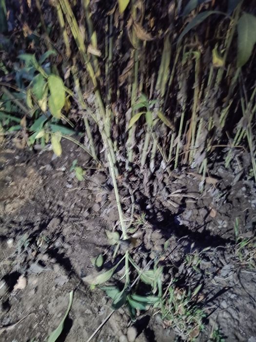 Тапинамбур сатамын бағасы килосы 1000 тенге