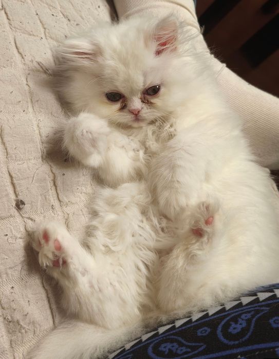 Породисти персийски котета