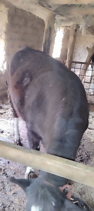 Sigirlika Gʻunojin sotiladi