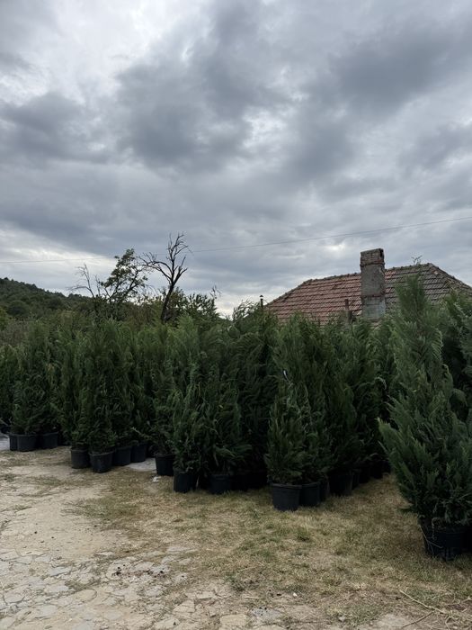 Cupressus Leylandi green si goldrider