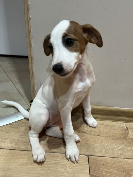 Джак Ръсел териер