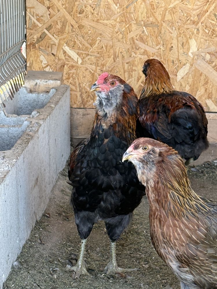 Cocosei 2025 araucana gat auriu si negru