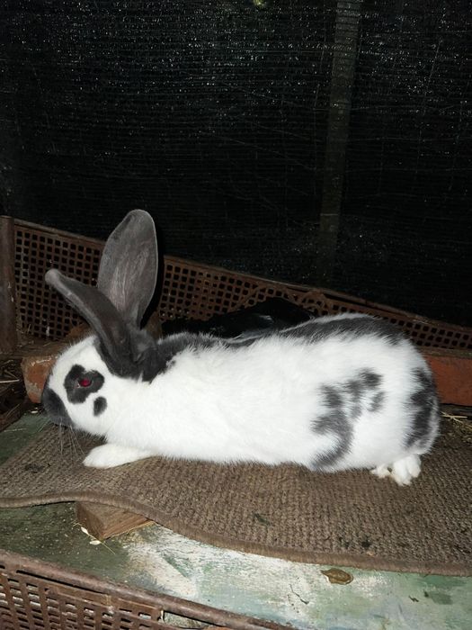 Mascul fluture german pestriț albastru